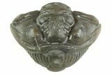 Wide Enrolled Flexicalymene Trilobite - Mt Orab, Ohio #380280-1
